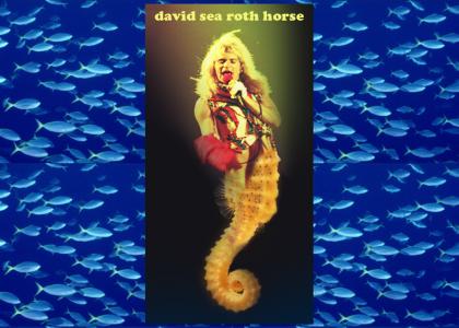 david sea roth horse