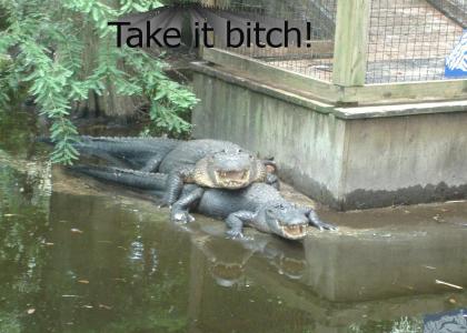 Gators Like ta F*ck!