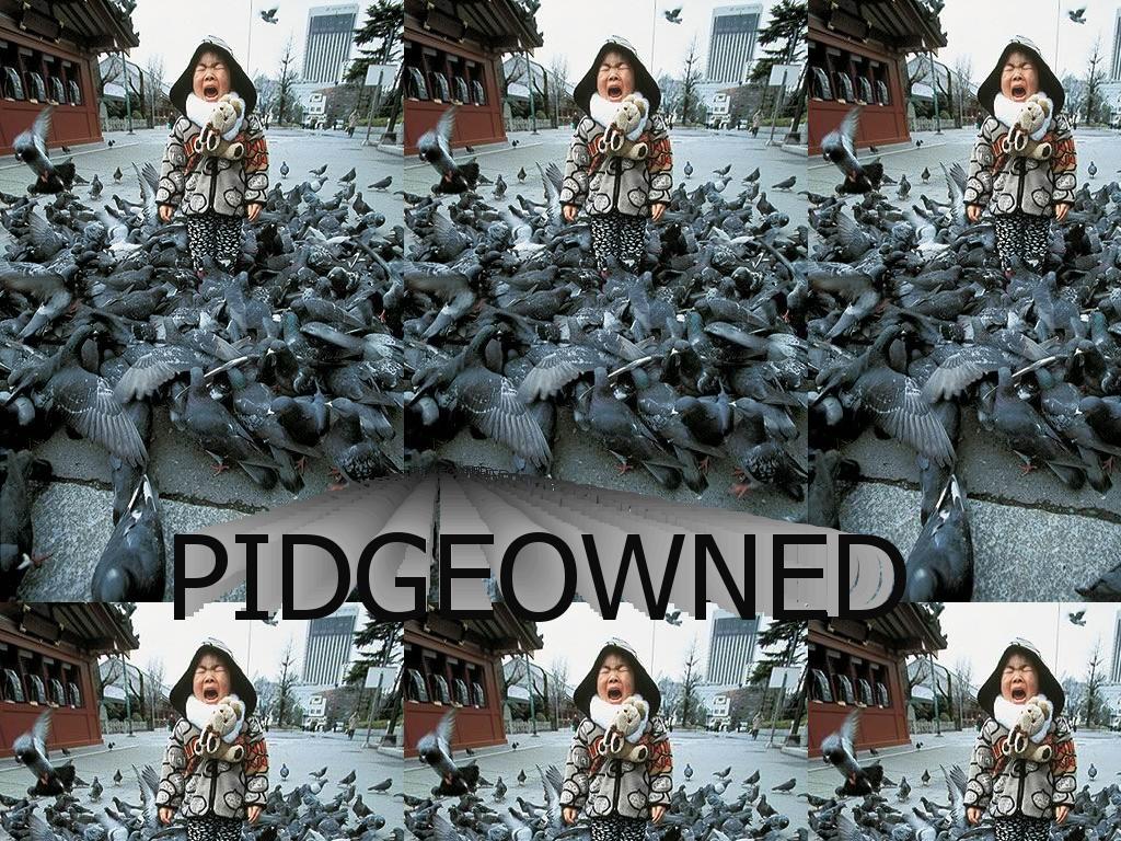 pidgeowned