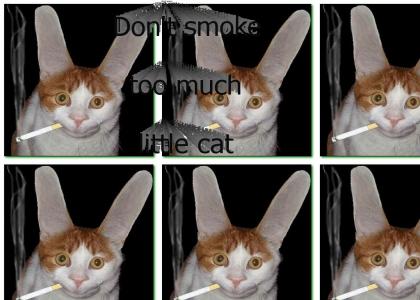 cat with cig