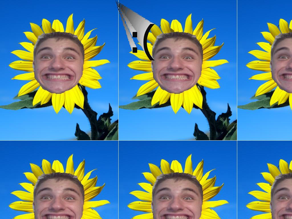 thesadbutgaysunflower