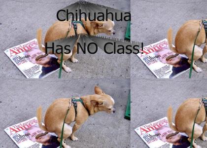 Chihuahua has NO class