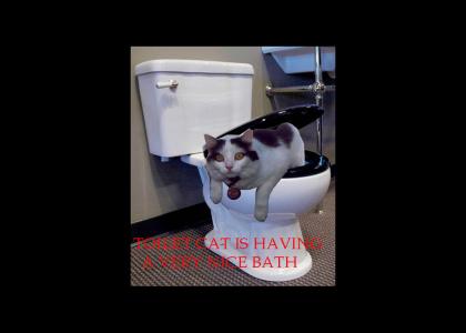 Toilet Cat is having a very nice bath