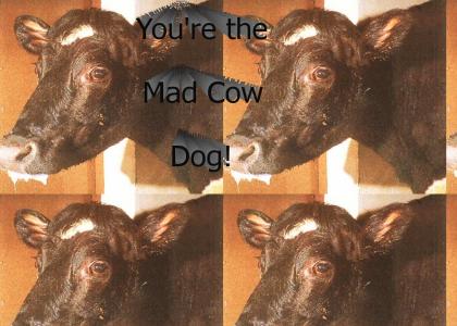 You're the mad cow dog