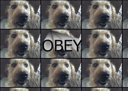 OBEY SCRUFFS