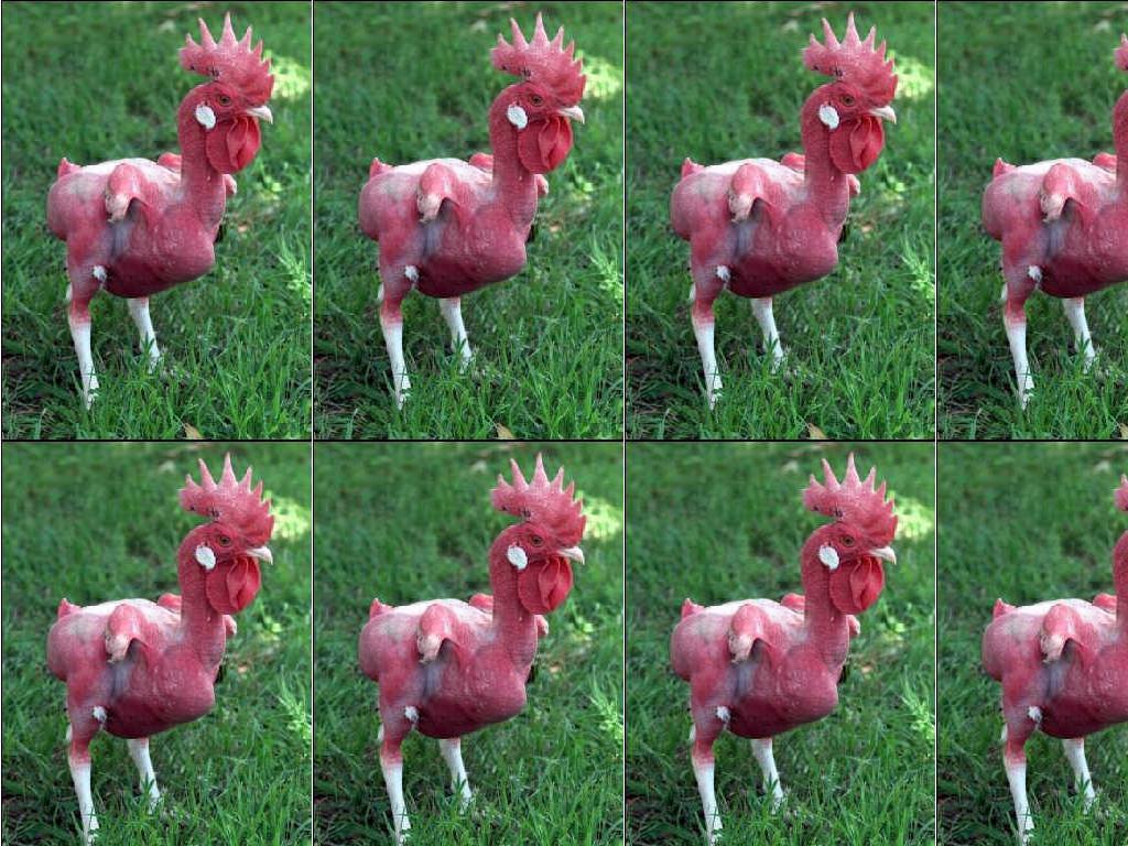 nakedchicken