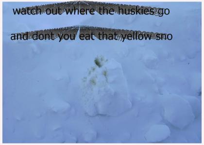 yellow snow