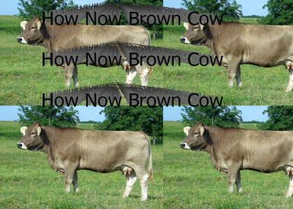 How Now Brown Cow