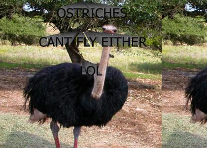 FLY OSTRICH FLY!