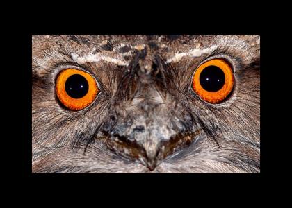 Marbled Frogmouth Stares Into Your Soul