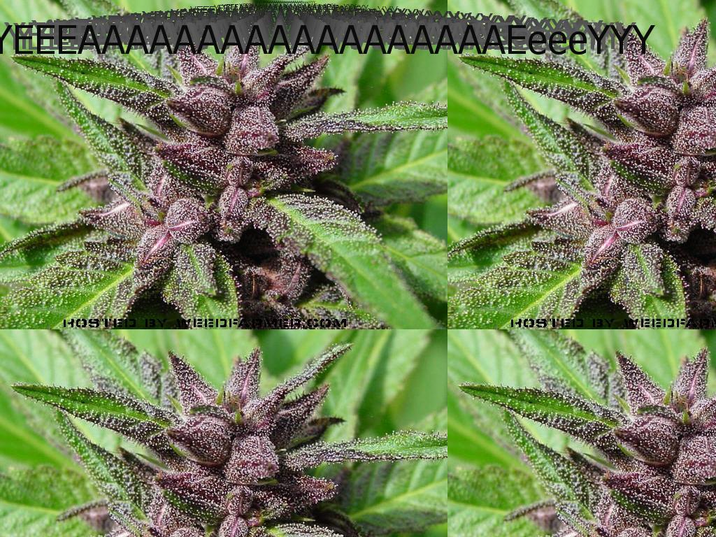 purplemarijuana