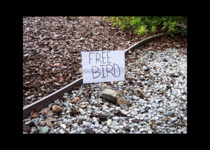 Free Bird