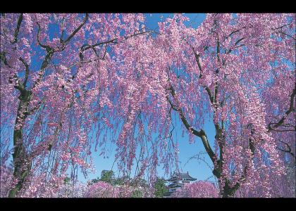 Cherry Blossoms