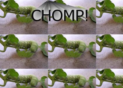 CHOMPTMND - Catapiller Chomp