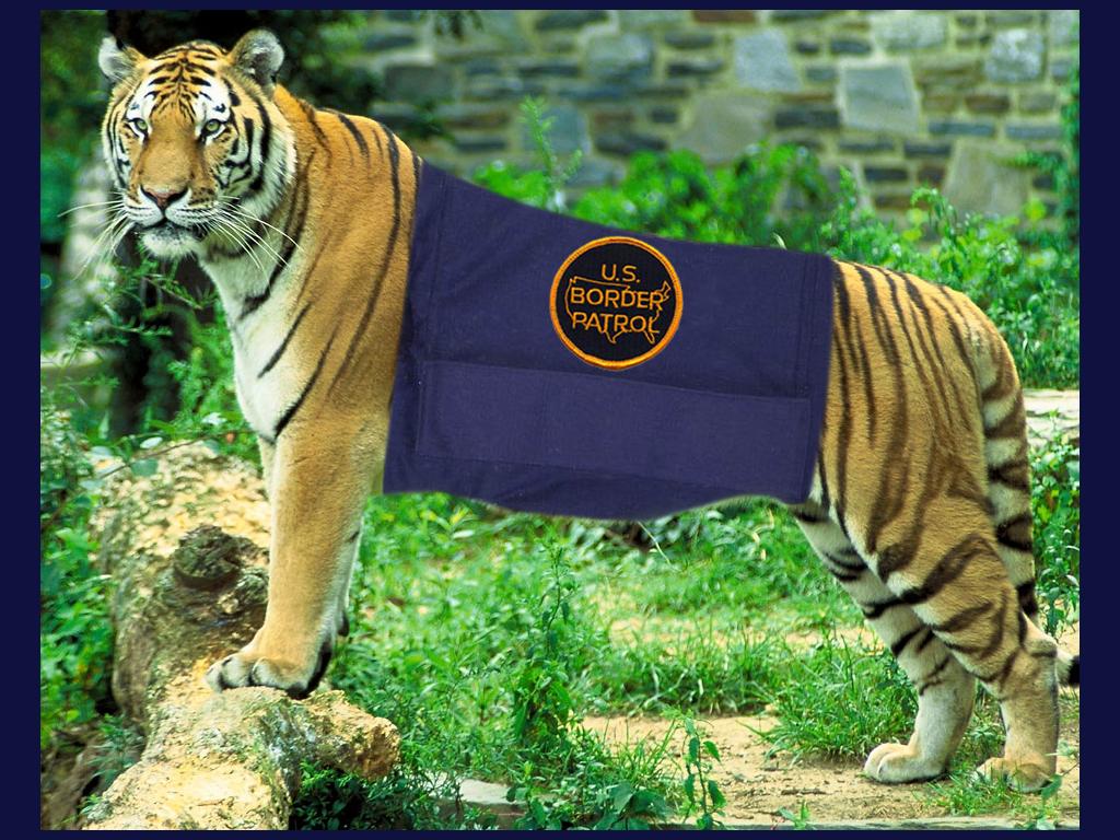 tigeronpatrol