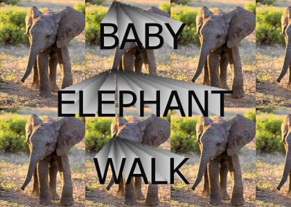 BABY ELEPHANT WALK