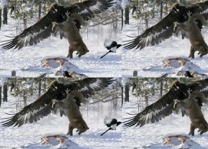 coyote gets PWN3D by eagle