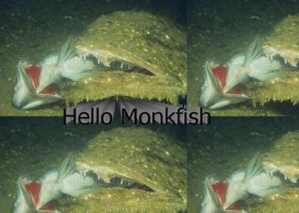 Hello Monkfish