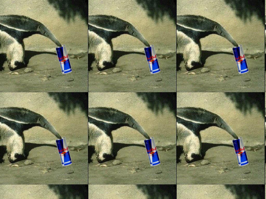 ananteaterdrankmyredbull