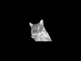 Trance Cat stares into your soul