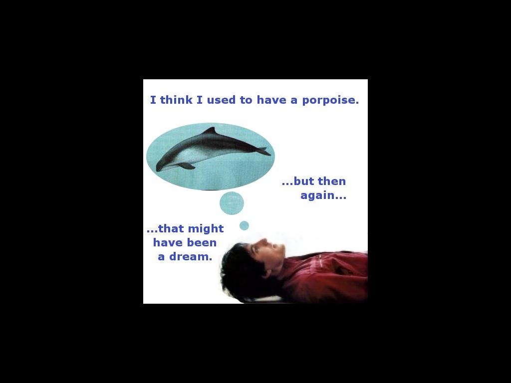 ninporpoise