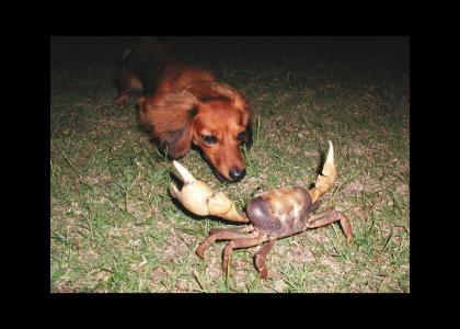 Crab versus Dog
