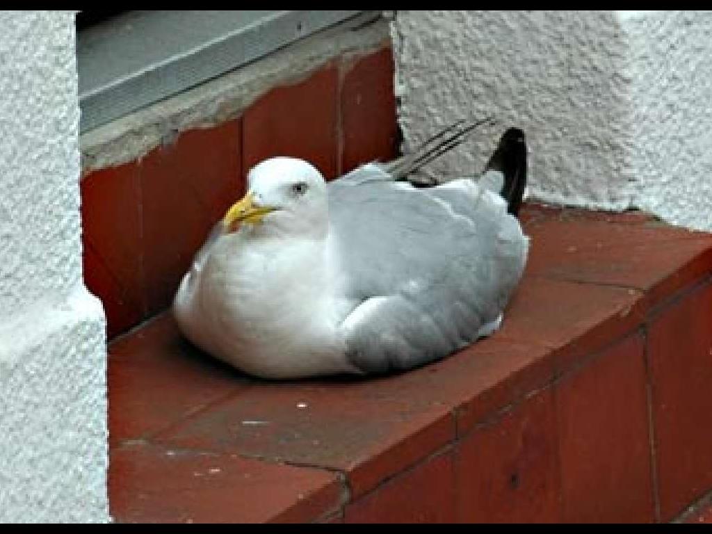 seagull2