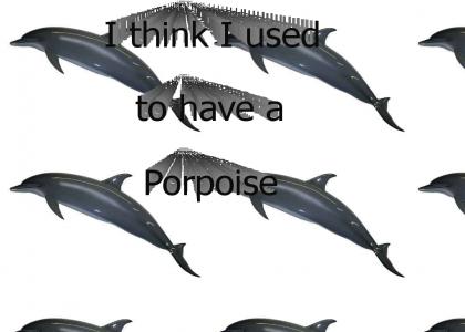 Porpoise