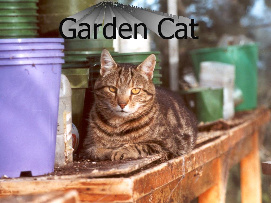 gardencat