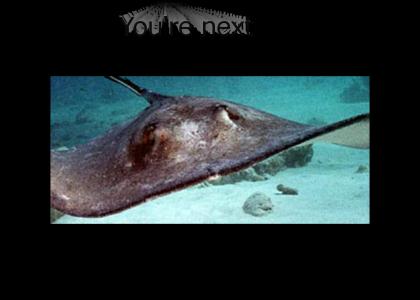 Stingray stares into your soul (now with 100% less Steve Irwin)