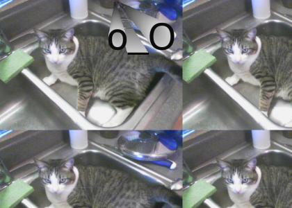 Another Cat In A sink?