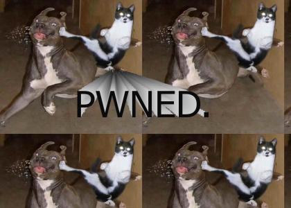 Kitty pwn!
