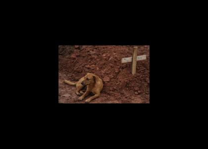 Victim of Brazil Flood's Dog waits by their grave