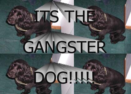 Candy the Gangster dog