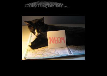 My cat is enthusiastic about NEDM
