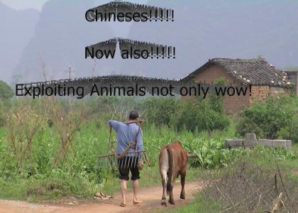 chinese farmers exploiting animals!!!111
