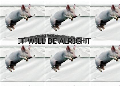 Pigs can leap