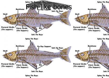 Fish-like bones