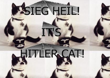 This cat is HITLER!