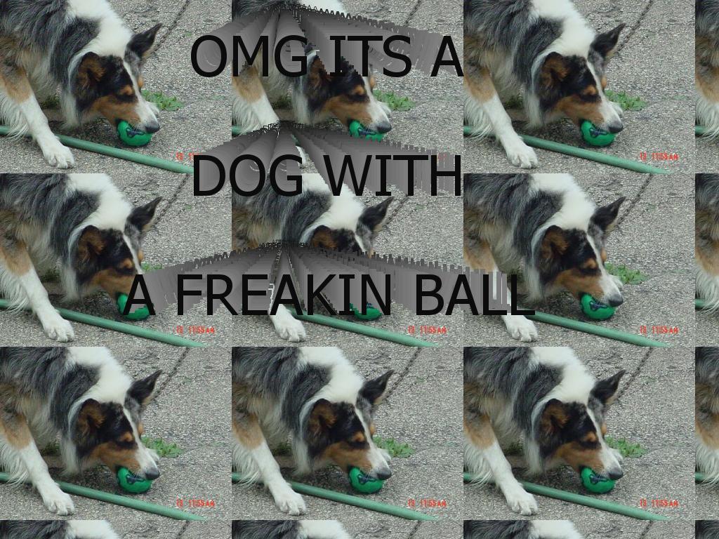 OMGADOG2