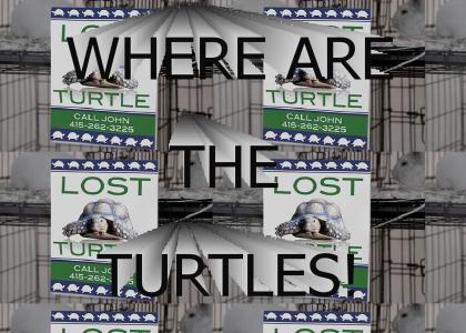 Where are the turtles