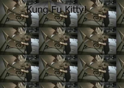 Kung Fu Kitty!