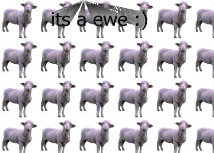 The reason is ewe
