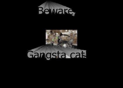 Gangsta cat