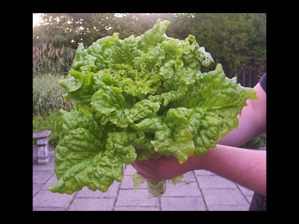 handfuloflettuce