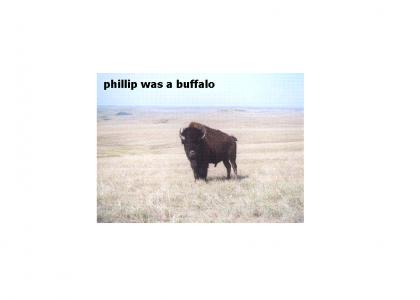 Phillip the tiniest buffalo