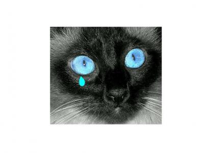 little kitty cries with blues eyes