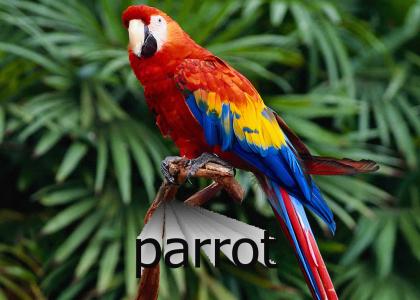 parrot