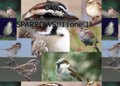 OMG SPARROWS!!!