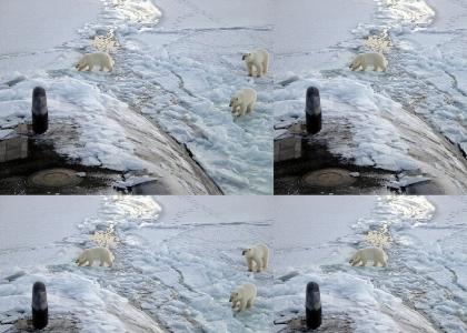 Polar Bears don't yield for Anything